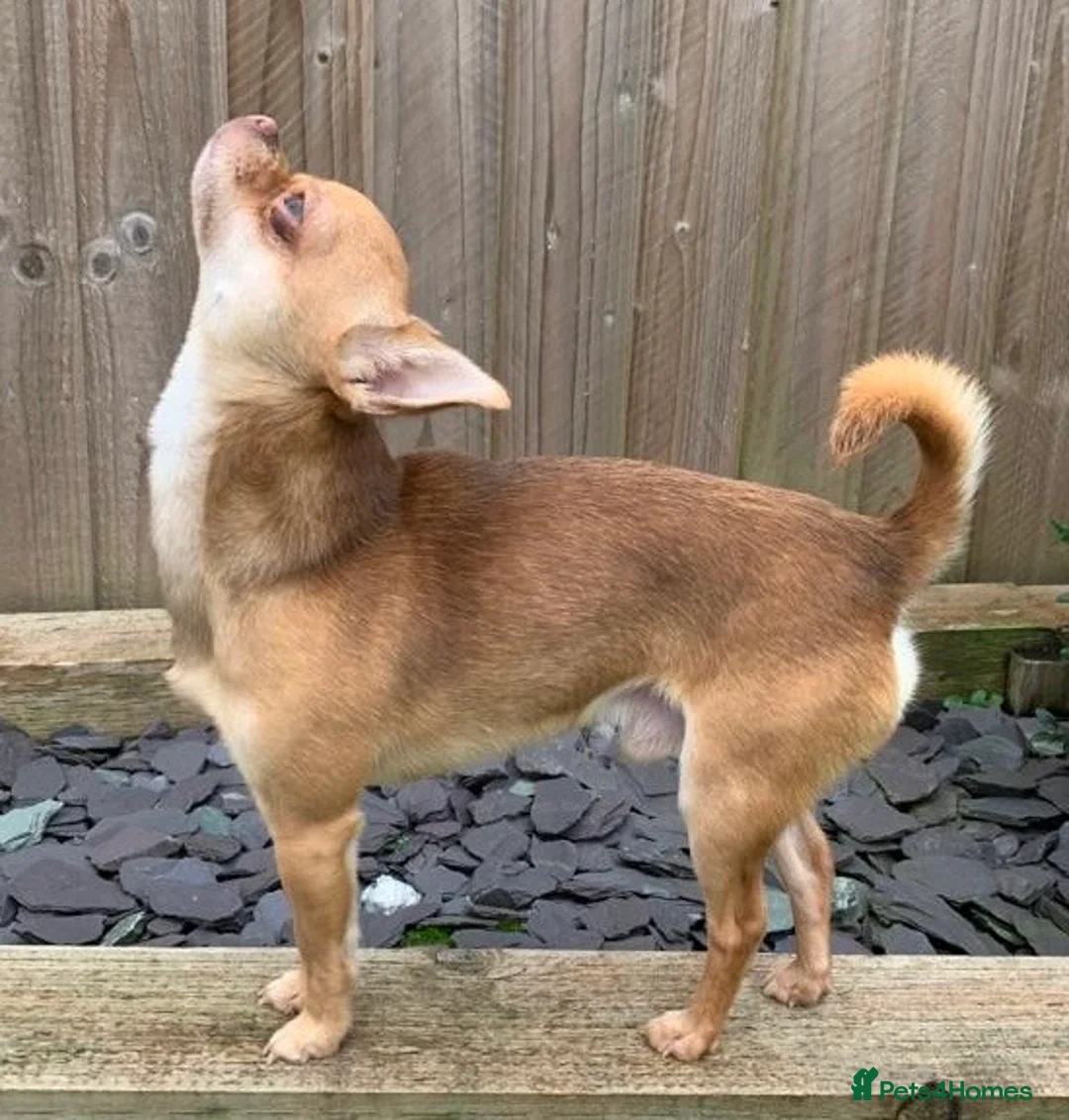 Chihuahua dogs for stud: Chico Chihuahua Russian Lines Champion Pedigree in Chester - Advert 7