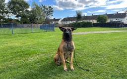 Belgian Shepherd Dog dogs for stud: Belgian malinois - Image 1