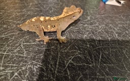 Gecko reptiles for sale: Crested Gecko - Frog Butt (no tail) - Image 6