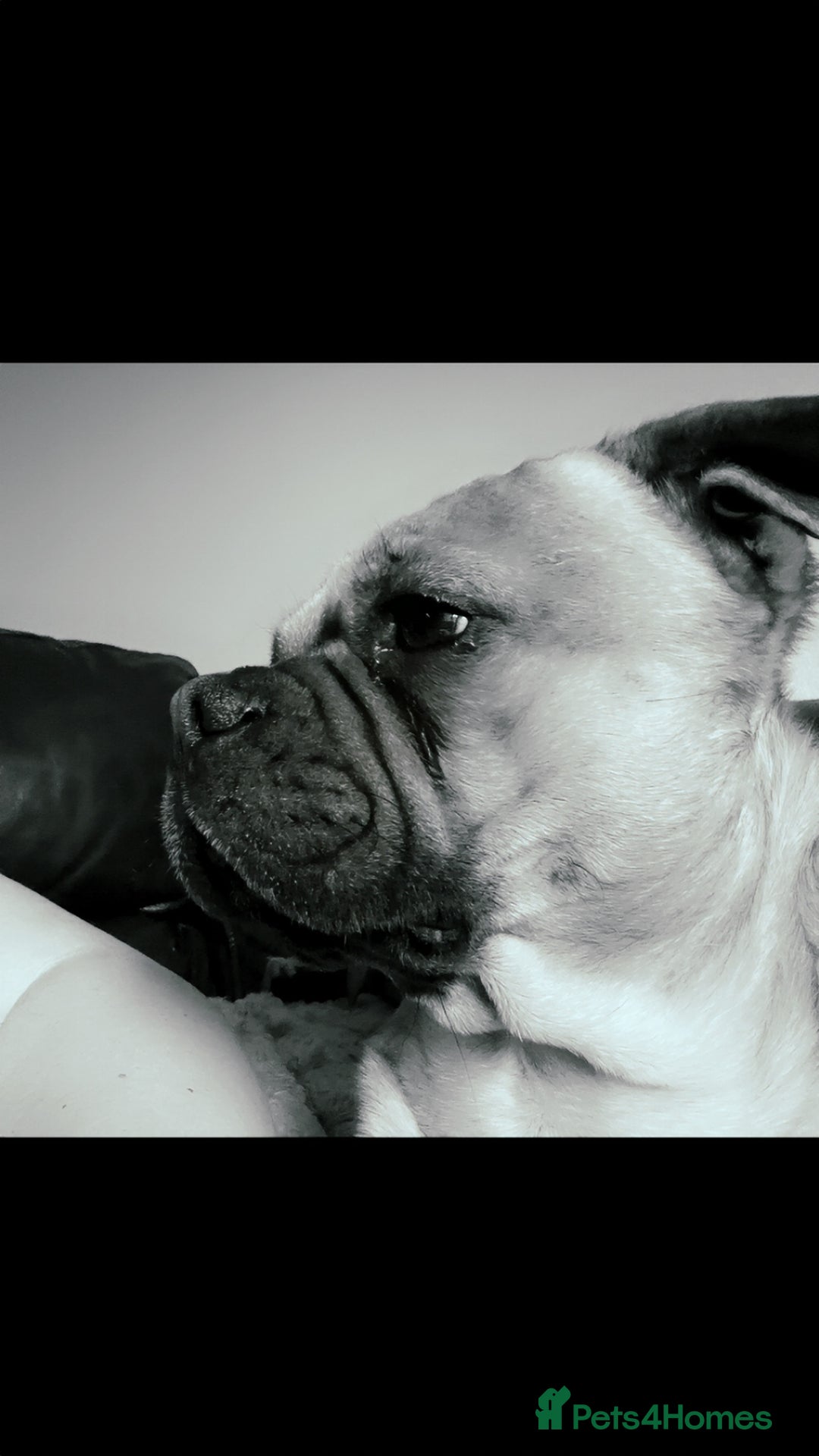 Mixed Breed dogs for sale: Beautiful frenchie cross - Image 1
