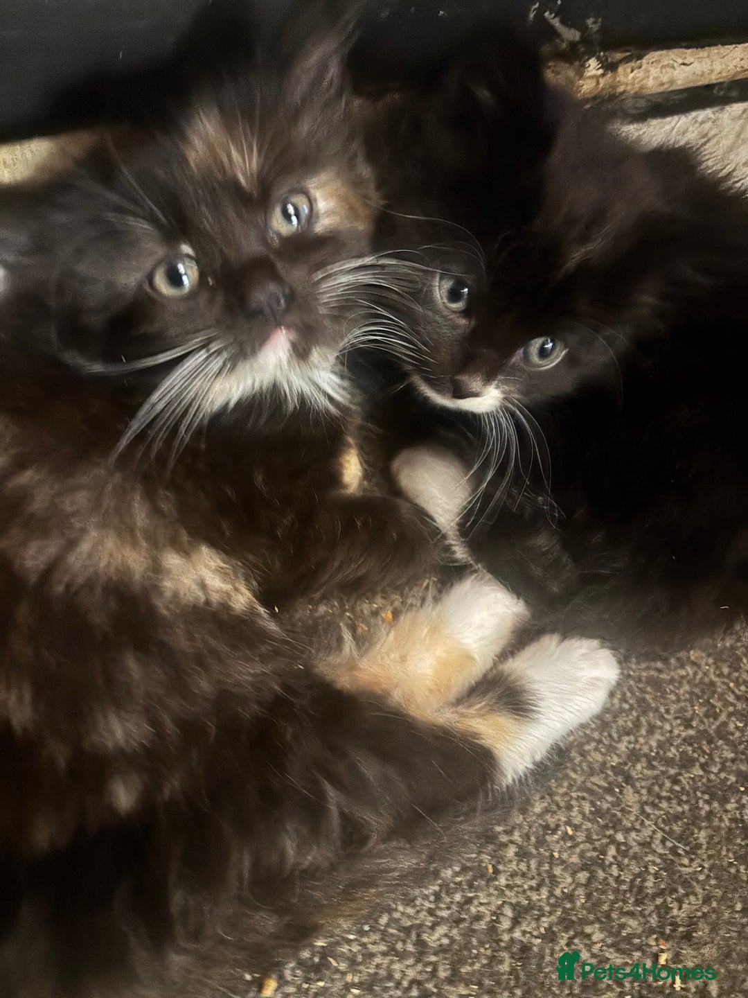 Mixed Breed cats for sale: 7 beautiful British short hair cross  - Advert 3