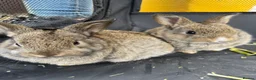 Mini Lop rabbits for sale: 🐰 Pure Bred Mini Lop Bunnies 🐰 - Advert 27