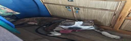 American Bull Staffy dogs for sale: 3yr old American staff looking for forever home - Advert 7