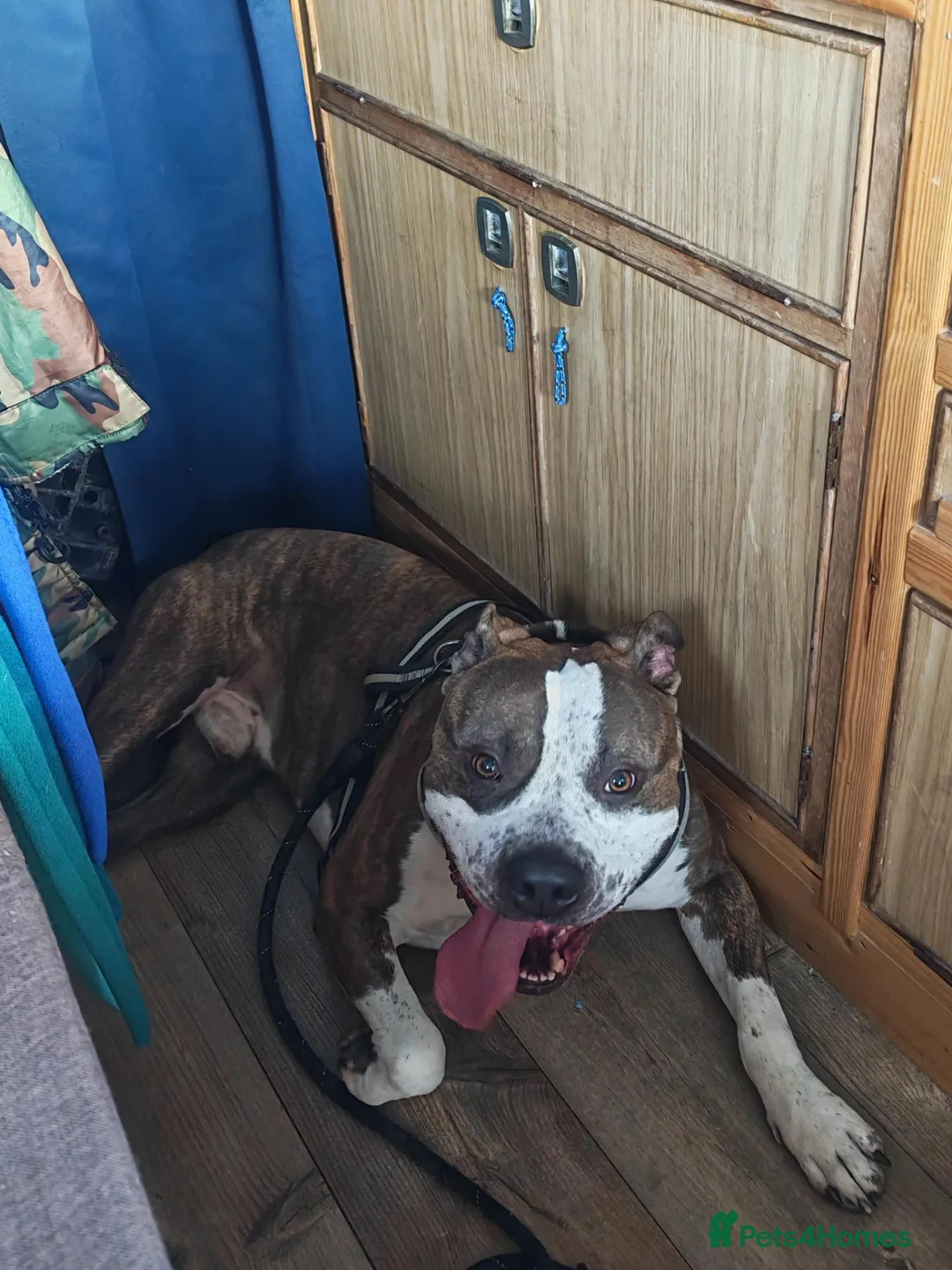 American Bull Staffy dogs for sale: 3yr old American staff looking for forever home - Advert 7