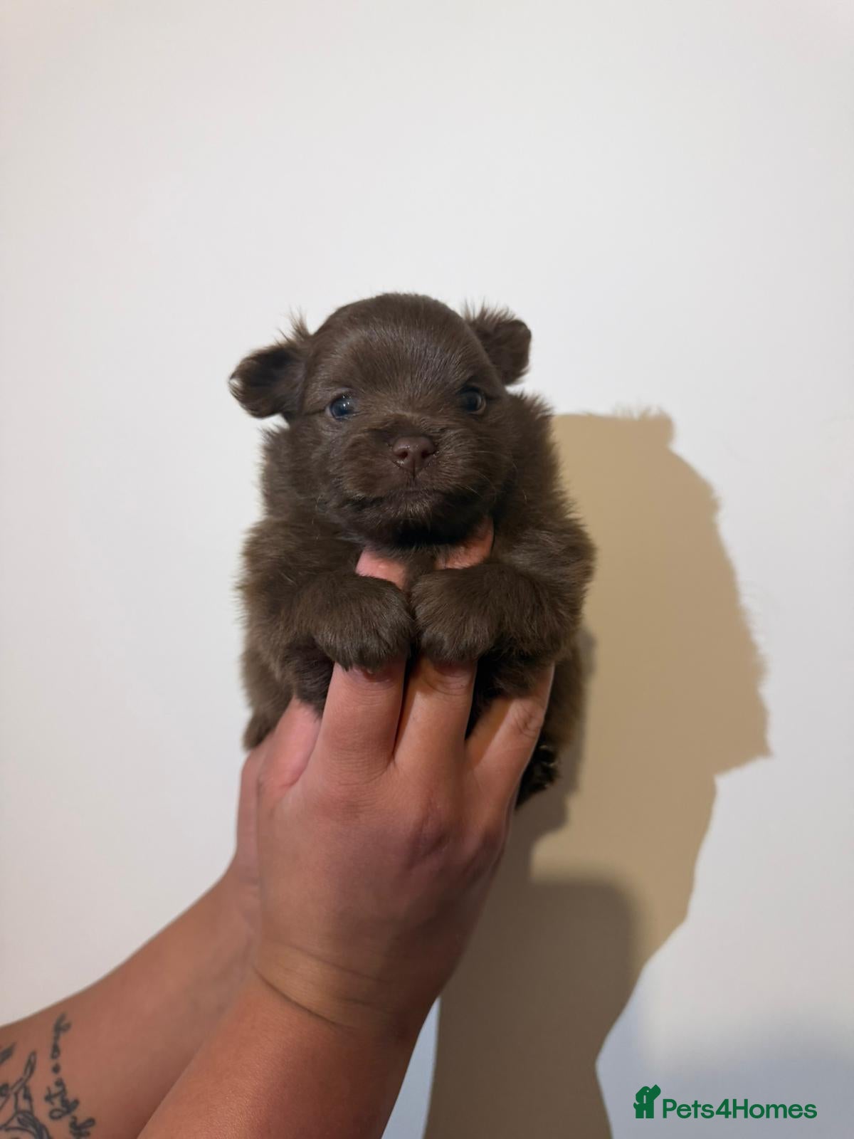 Pomeranian dogs for sale: Adorable Pomerania puppies  - Advert 2
