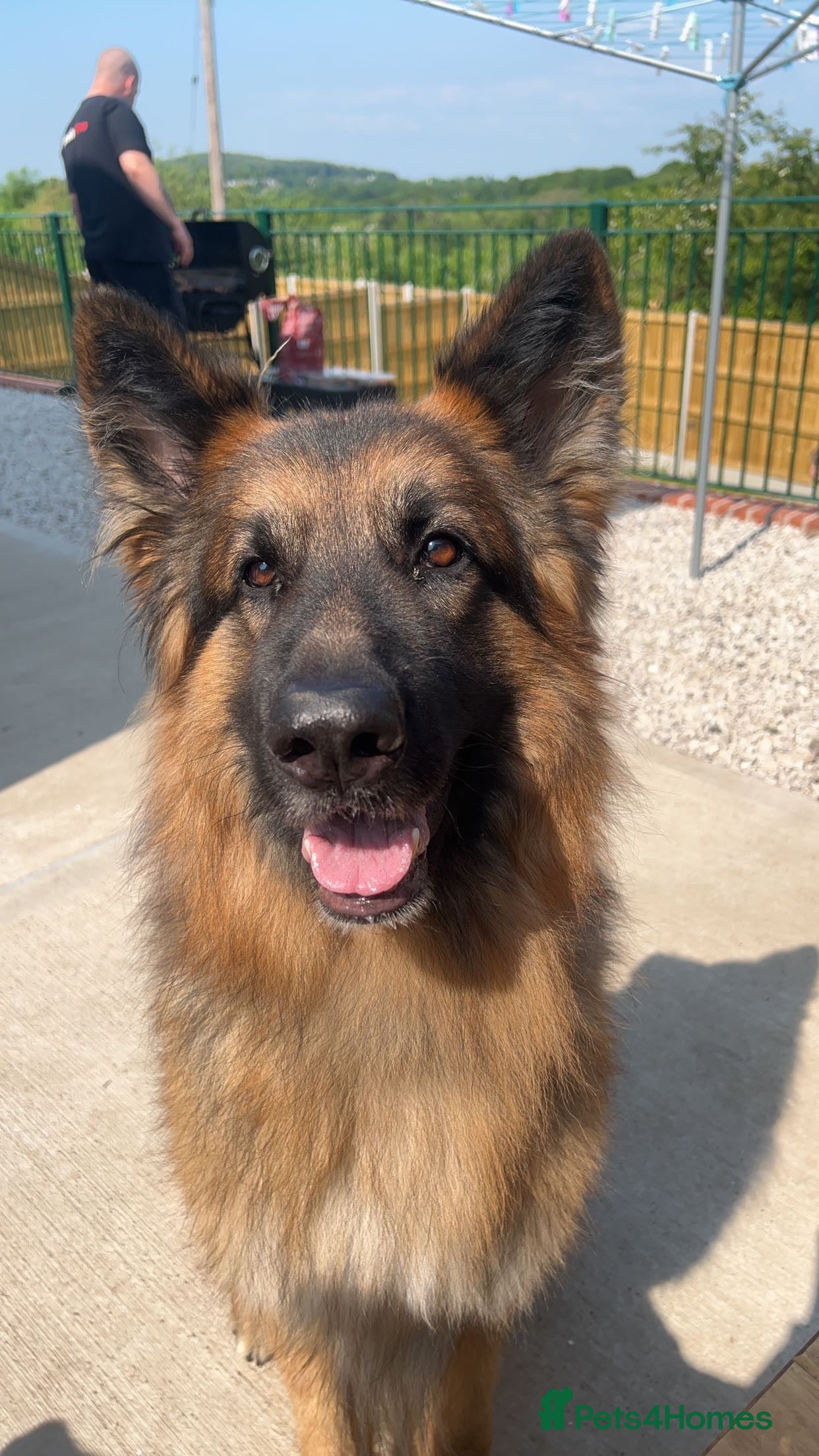 German Shepherd dogs German shepherd for stud.  in Wrexham - Advert 1