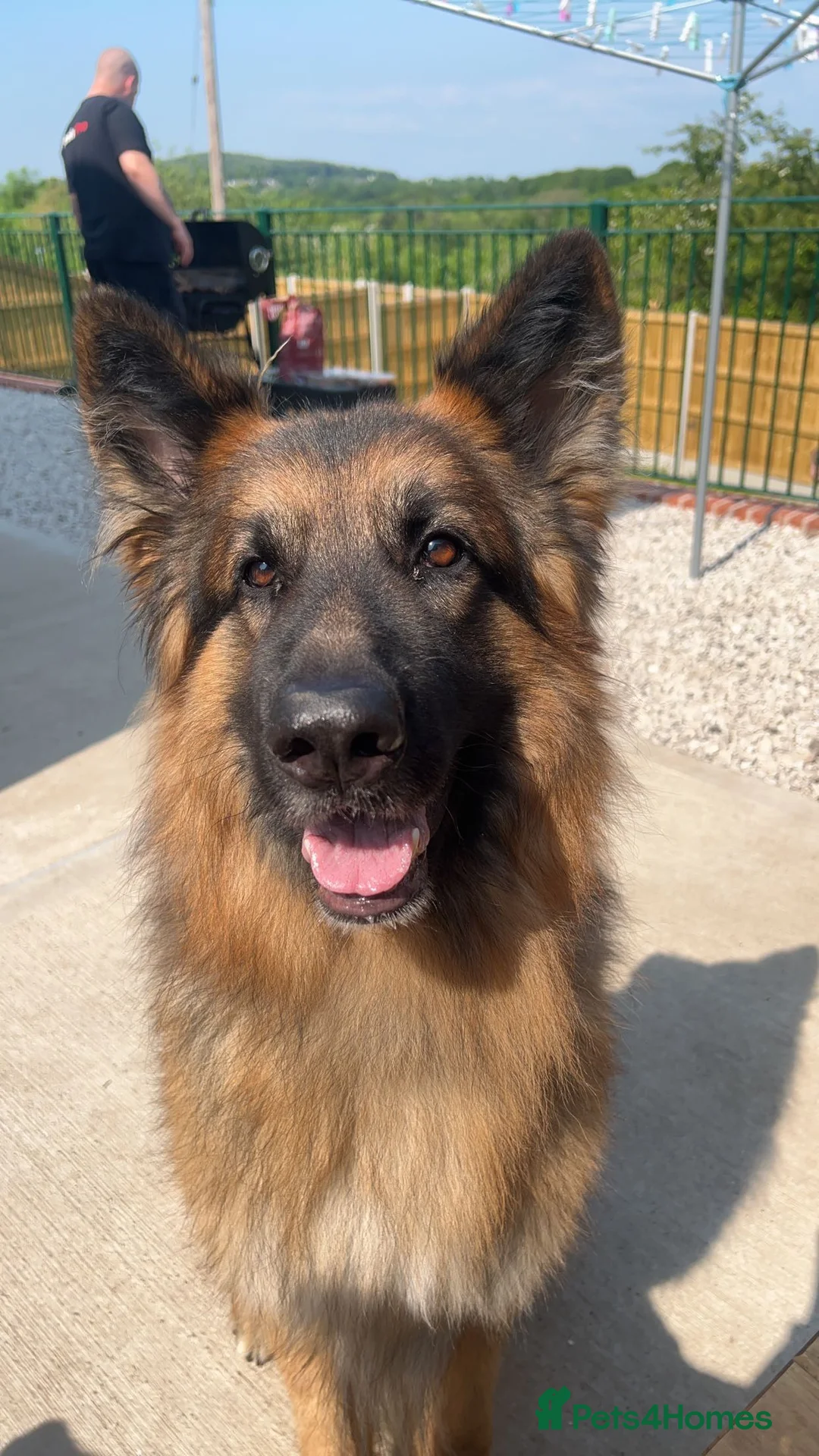 German Shepherd dogs for stud: German shepherd for stud.  in Wrexham - Advert 1