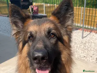 German Shepherd dogs German shepherd for stud. in Wrexham - Advert 18