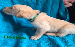 Goldador dogs for sale: Goldador Puppy 5 - Kitanas puppies  - Image 14