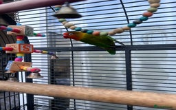 Lovebirds birds for sale: Love Birds Male & Female - Image 7
