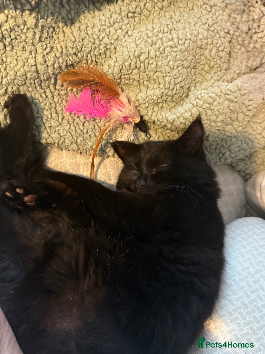 British Longhair cats for sale: Milly  - Advert 5