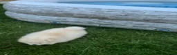 Pomeranian dogs for sale: Small Beautiful Pomeranian Boy  - Advert 25