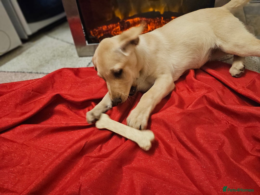 Labrador Retriever dogs for sale: Labrador puppies - Advert 5