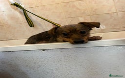Mixed Breed dogs for adoption: Justice - Norwich Norfolk  in Norwich - Image 19