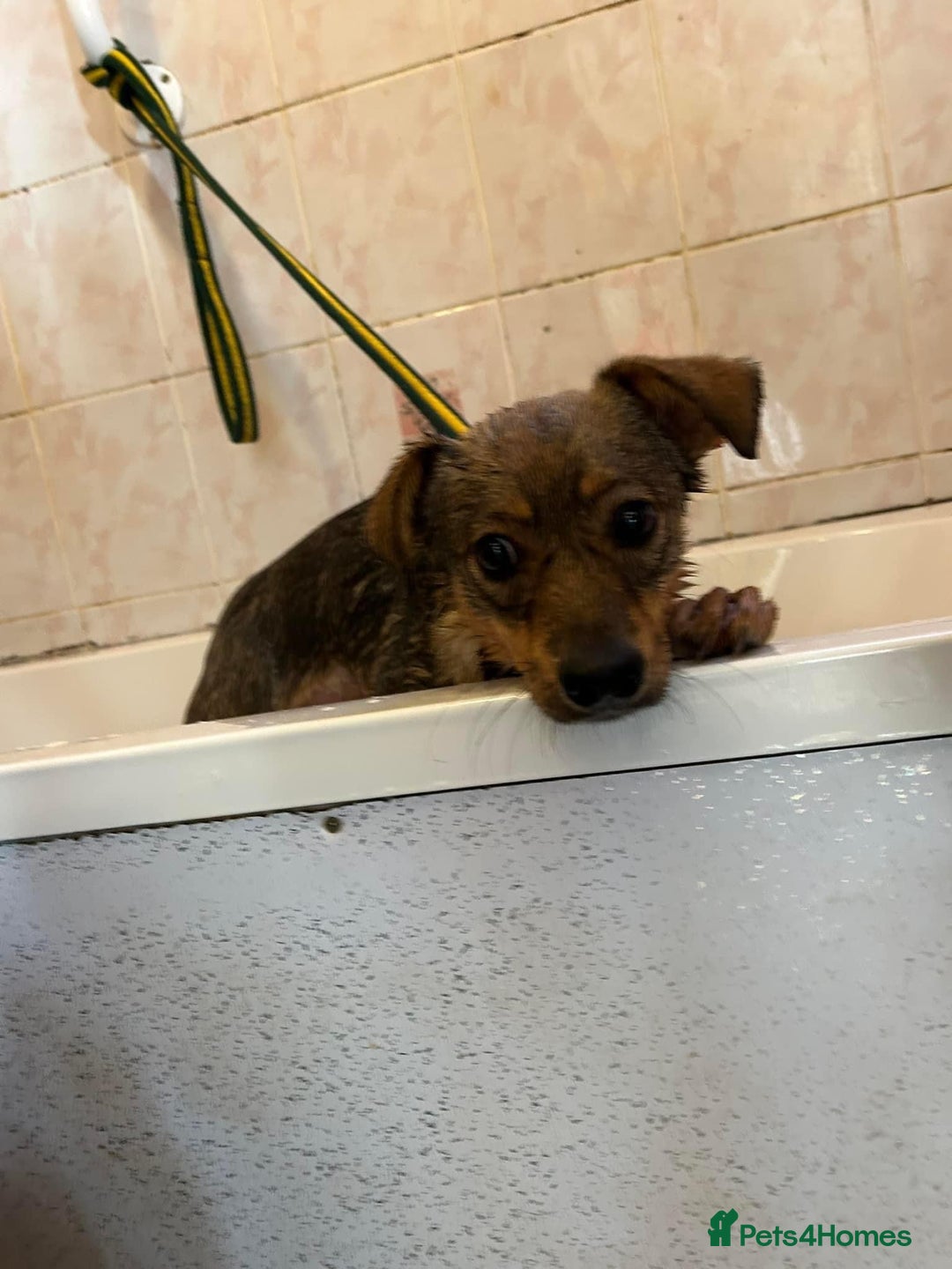 Mixed Breed dogs for adoption: Justice - Norwich Norfolk  in Norwich - Image 19
