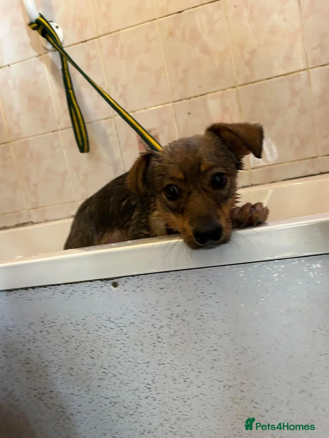 Mixed Breed dogs for adoption: Justice - Norwich Norfolk  in Norwich - Advert 19