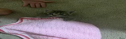 Mixed Breed cats for sale: Last girl Silver grey Tabby £85 due to timewaster - Advert 13