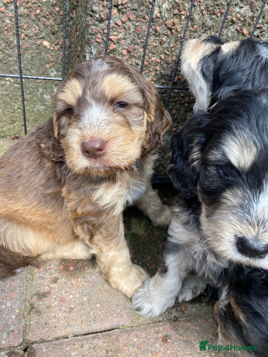 Cockapoo dogs for sale: F1 Gen Cockapoo Puppies - Image 4