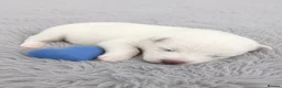 Samoyed dogs for sale: 🐾 Beautiful Samoyed Puppies Available 🐾 - Advert 24