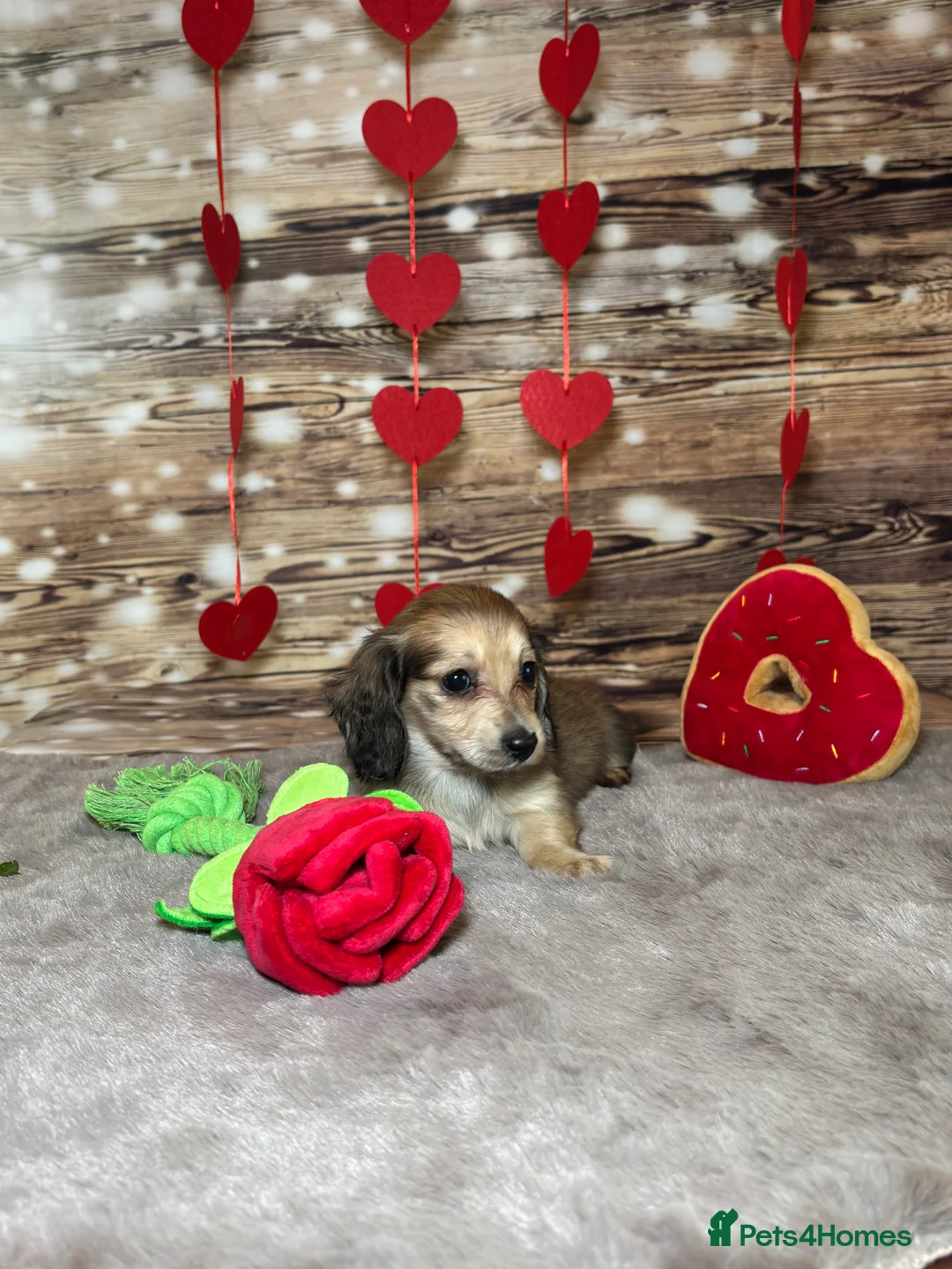 Miniature Dachshund dogs for sale: Beautiful miniature long haired dachshunds - Advert 8