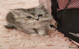 Mixed Breed cats for sale: Persian Chinchilla Cross Kittens - Image 8