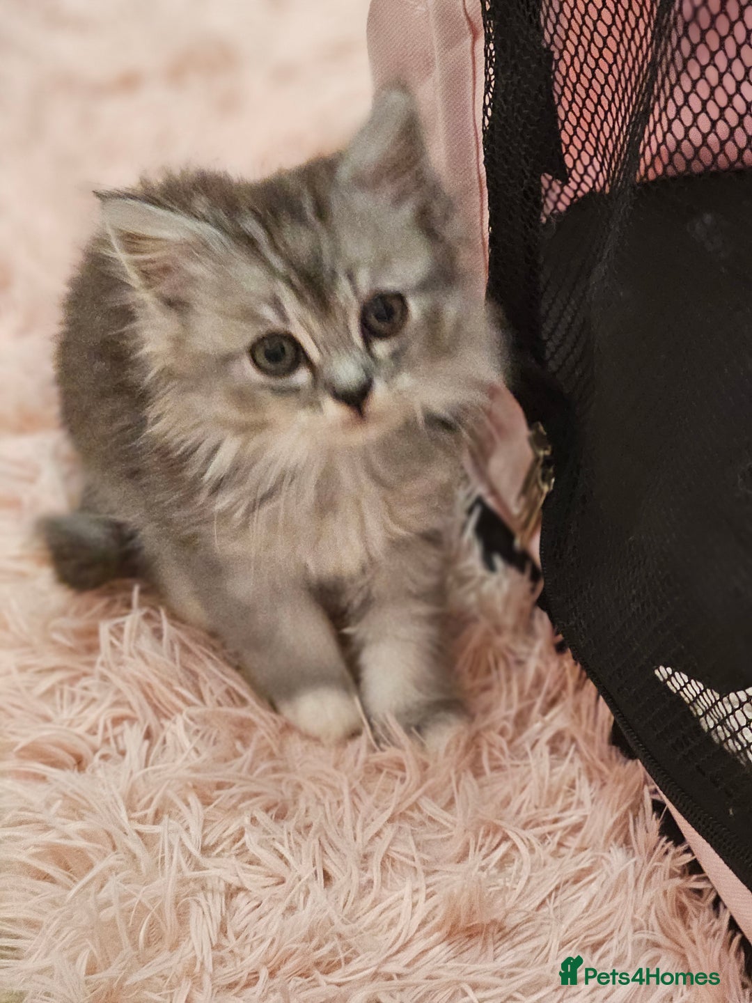 Mixed Breed cats for sale: Persian Chinchilla Cross Kittens - Image 8