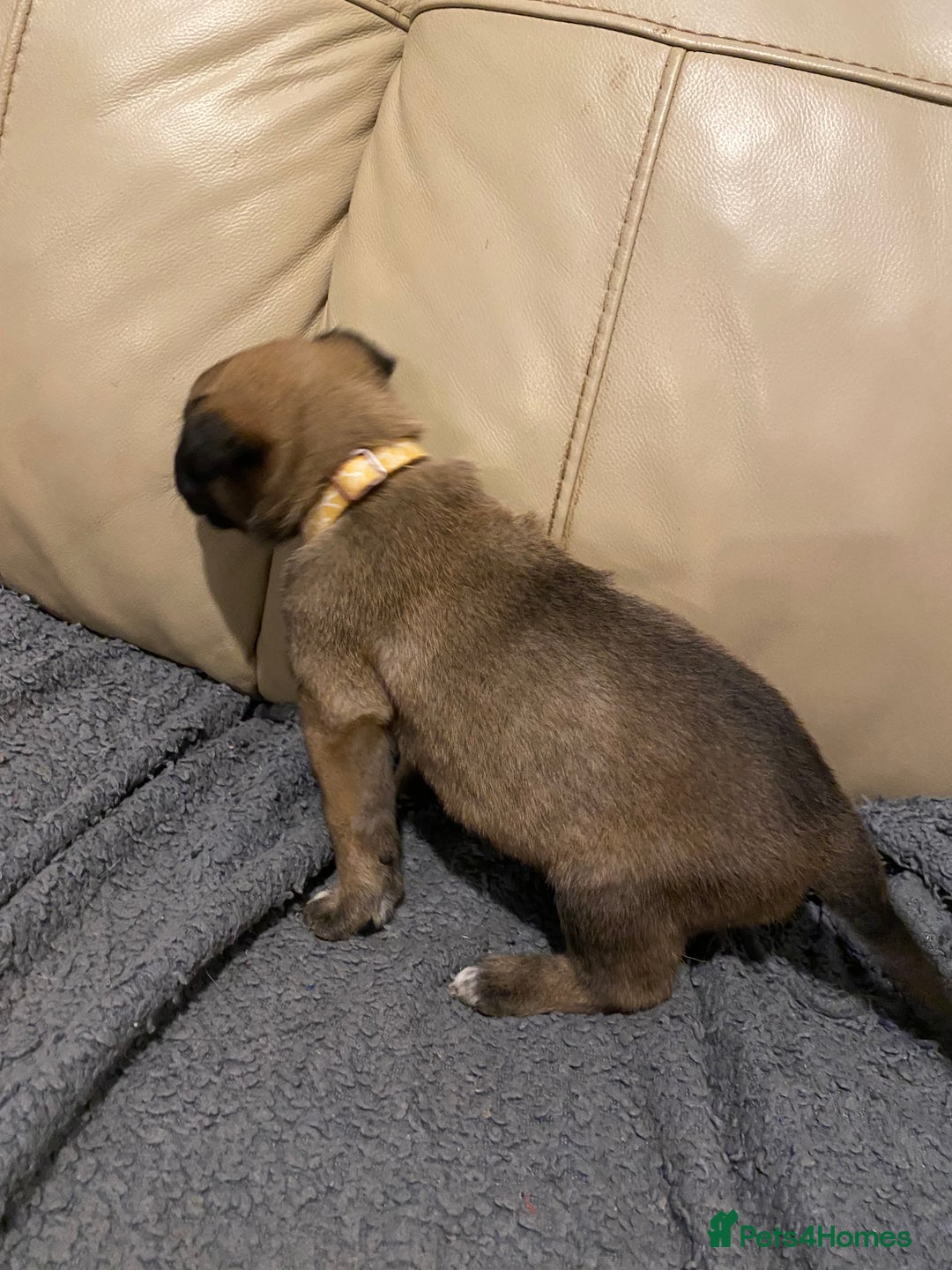 Belgian Shepherd Dog dogs for sale: Belgian Malinois puppies - Advert 2