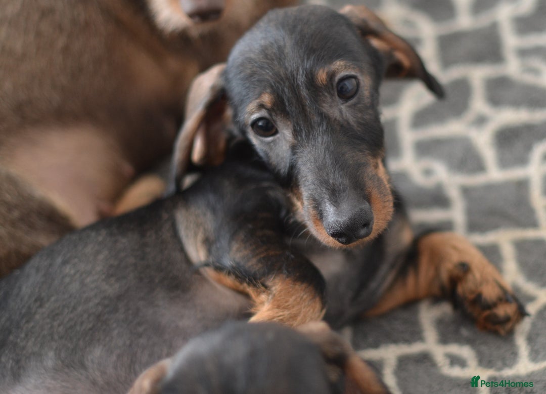 Miniature Dachshund dogs for sale: KC Reg Miniature Dachshund Wire Haired Boy - Advert 5