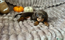 Dachshund dogs for sale: Dachshunds mini puppies   - Image 32