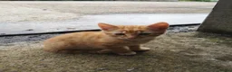 Mixed Breed cats for sale: Ginger Kittens for Sale in Ballymena - Advert 4