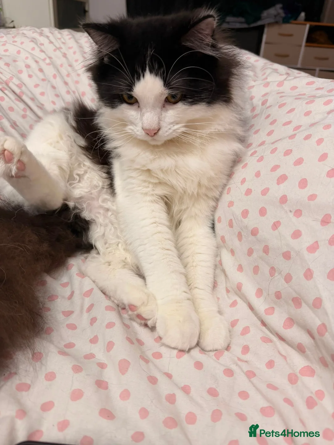 British Longhair cats for sale: Up for adoption  in London - Advert 3