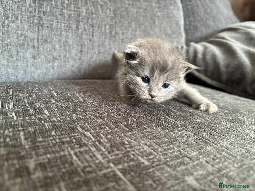 Maine Coon cats for sale: 3/4 maine coon kittens  - Image 7