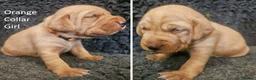 Labrador Retriever dogs for sale: Stunning Red/Golden Labs-KC Reg, Health Checked - Advert 4
