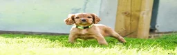 Cocker Spaniel dogs for sale: Only 2 boys - Dark Golden Cocker Spaniels  - Advert 5