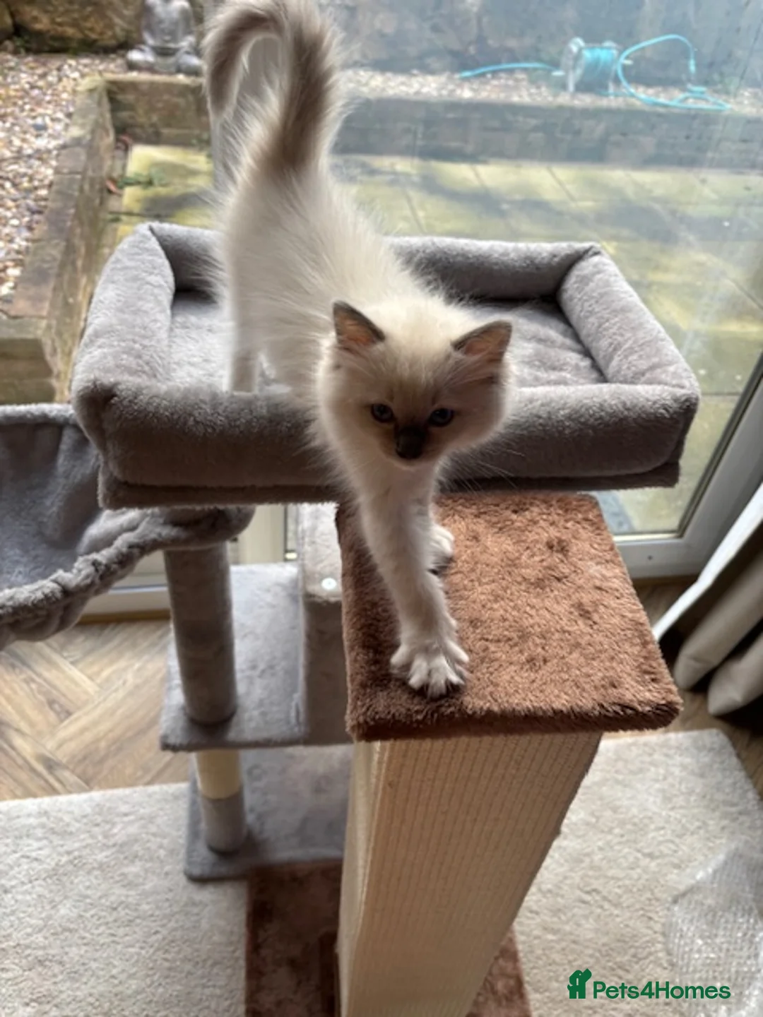 Ragdoll cats for sale: Beaufulful ragdoll girl 8 weeks - Advert 2