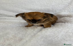 Chihuahua dogs for sale: Champion Line Chihuahua miniature puppies  - Image 18
