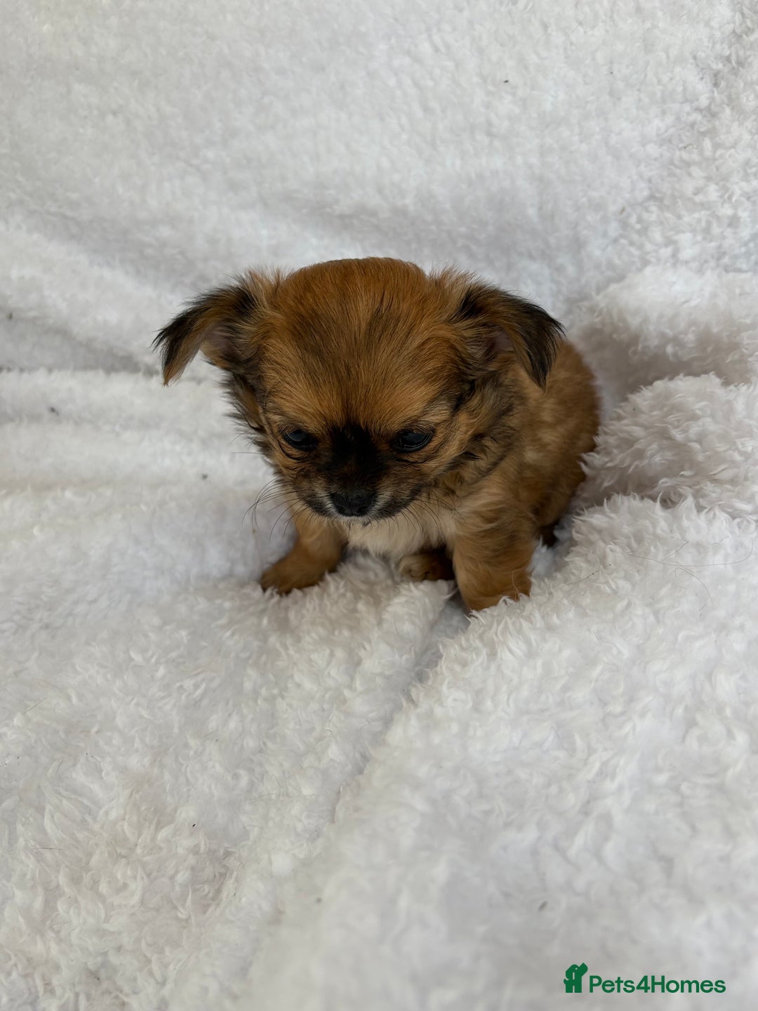 Chihuahua dogs for sale: Champion Line Chihuahua miniature puppies  - Image 18