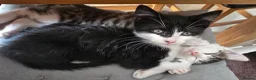 Mixed Breed cats for sale: Kittens are 10 weeks old for sale. - Advert 11
