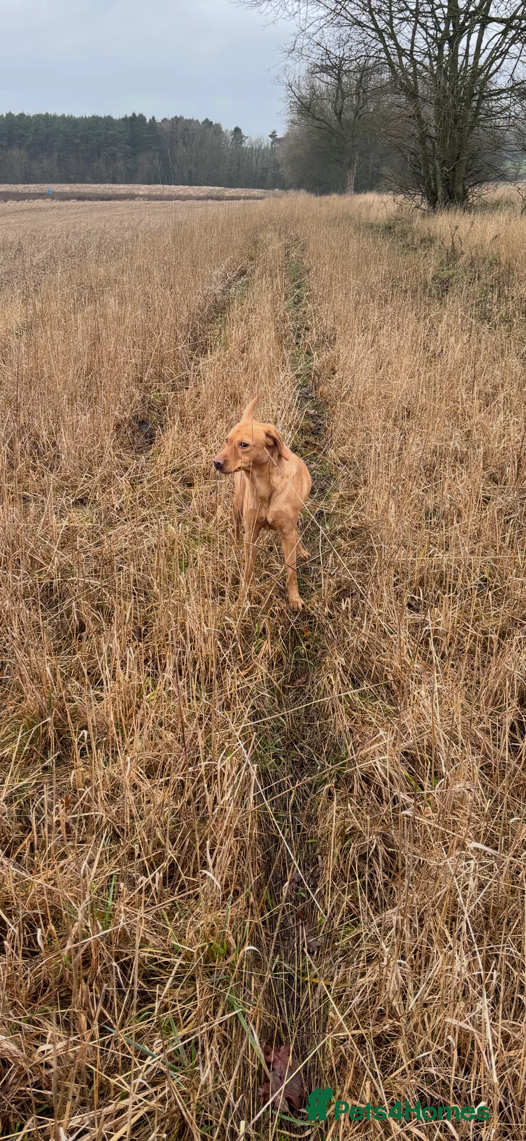 Labrador Retriever dogs for sale: Kc reg Labrador bitch - Advert 9