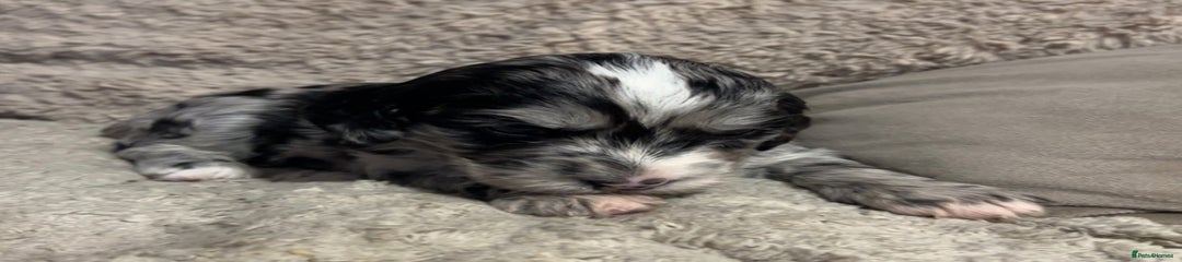Cockapoo Puppy 6