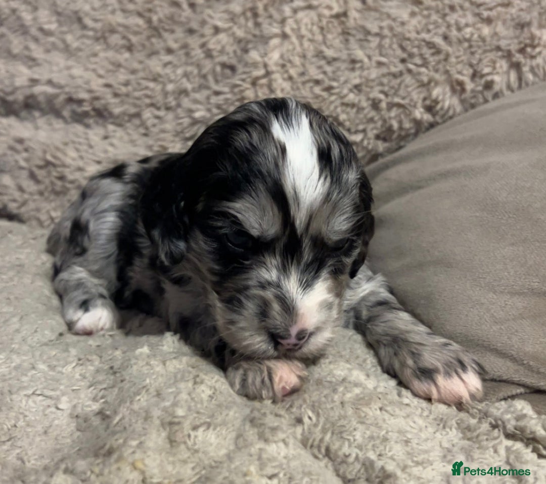 Cockapoo dogs for sale: 🌈 Outstanding rainbow Cockapoo Puppies 🐶 - Image 2