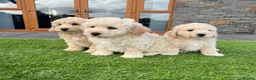Poochon dogs for sale: Poochon Puppies - Advert 20