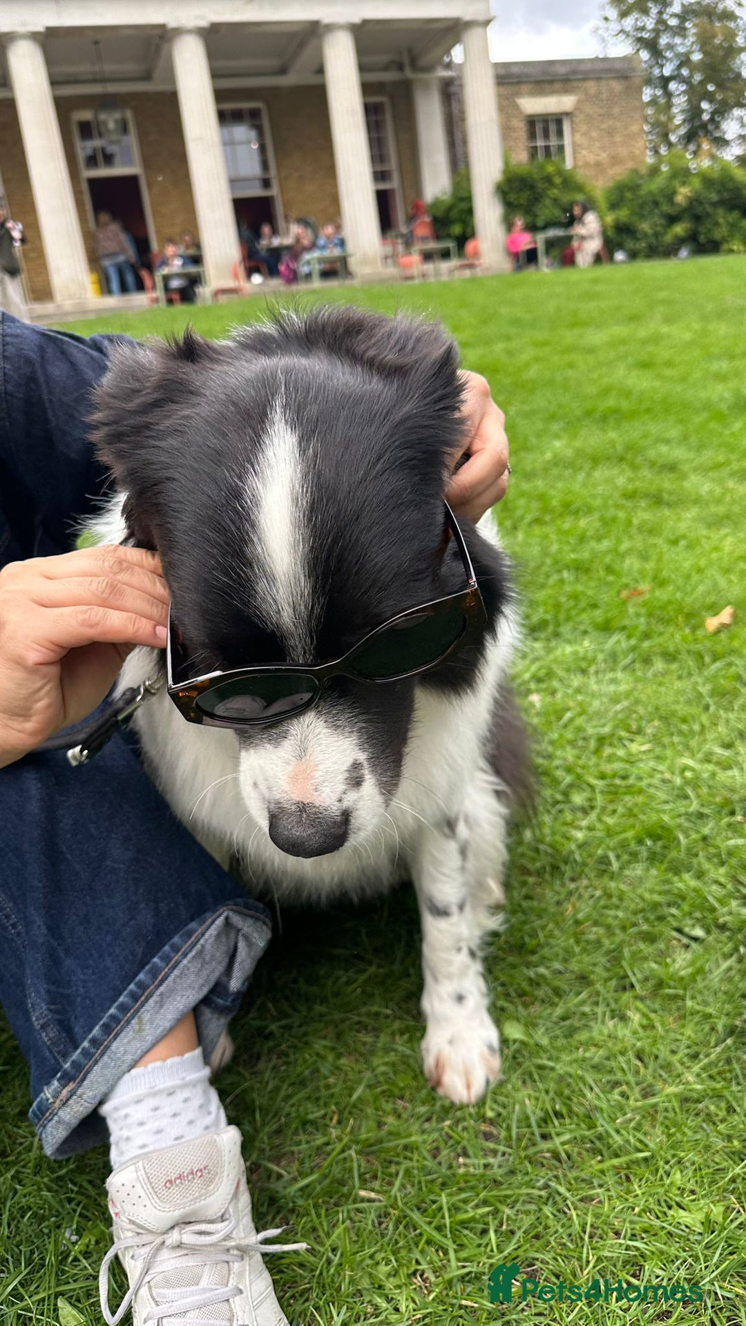 Australian Shepherd dogs for adoption: Marvin Needs Single or Couple, Without Pets Home - Advert 13