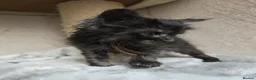 Maine Coon cats for sale: Hand Reared Black Smoke Maine Coon Kittens - Advert 16