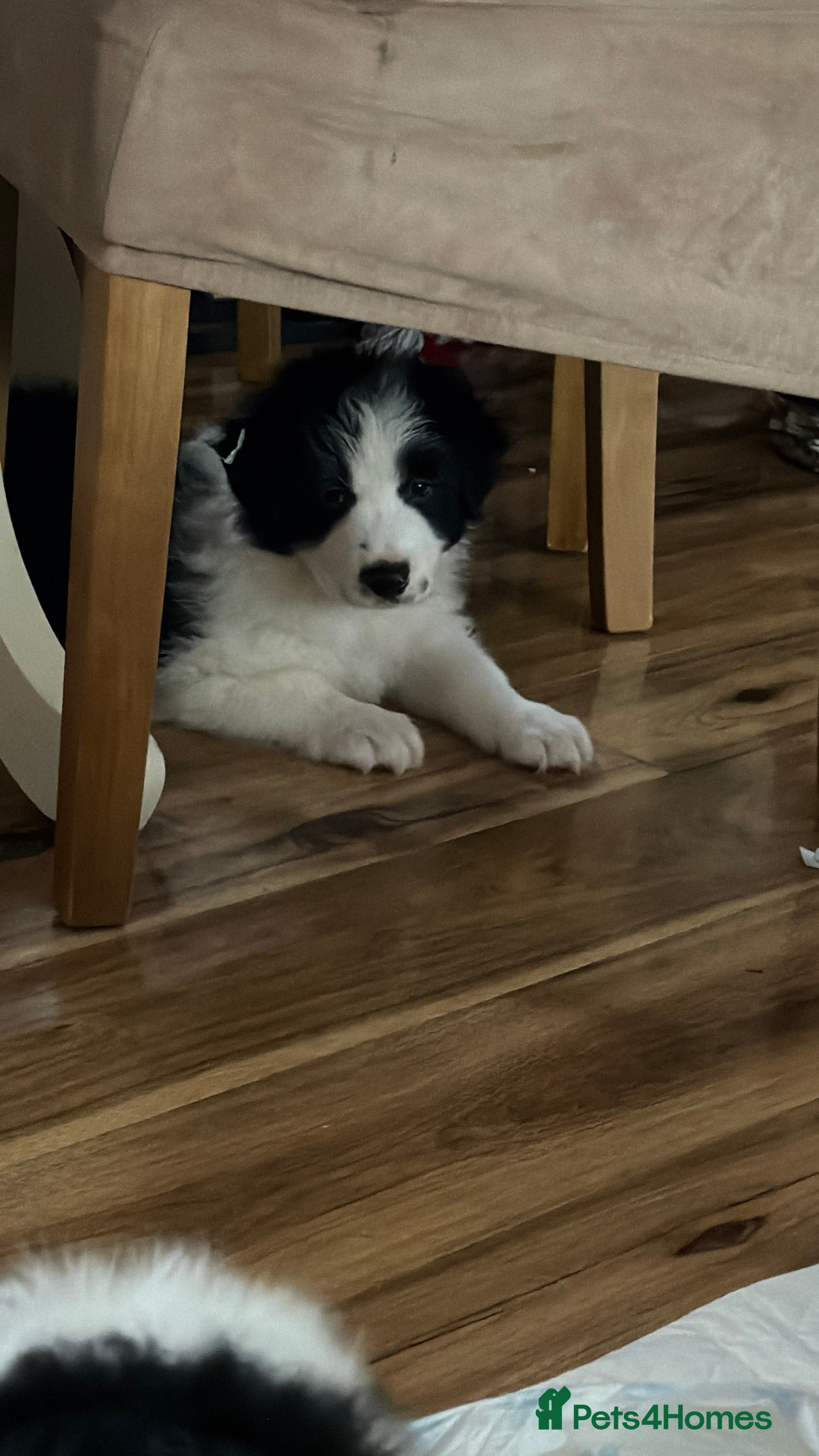 Border Collie dogs International champion show line, only 3 left - Advert 2