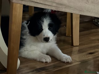 Border Collie dogs International champion show line, only 3 left - Advert 2