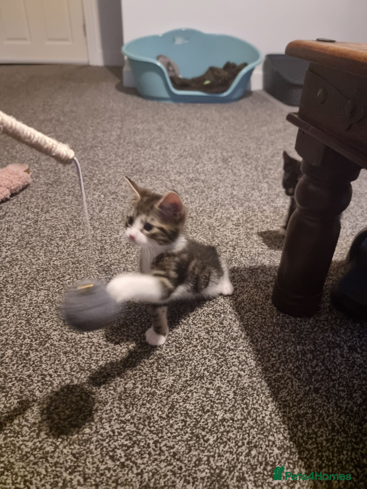 Mixed Breed cats Mixed breed male kitten - Advert 1
