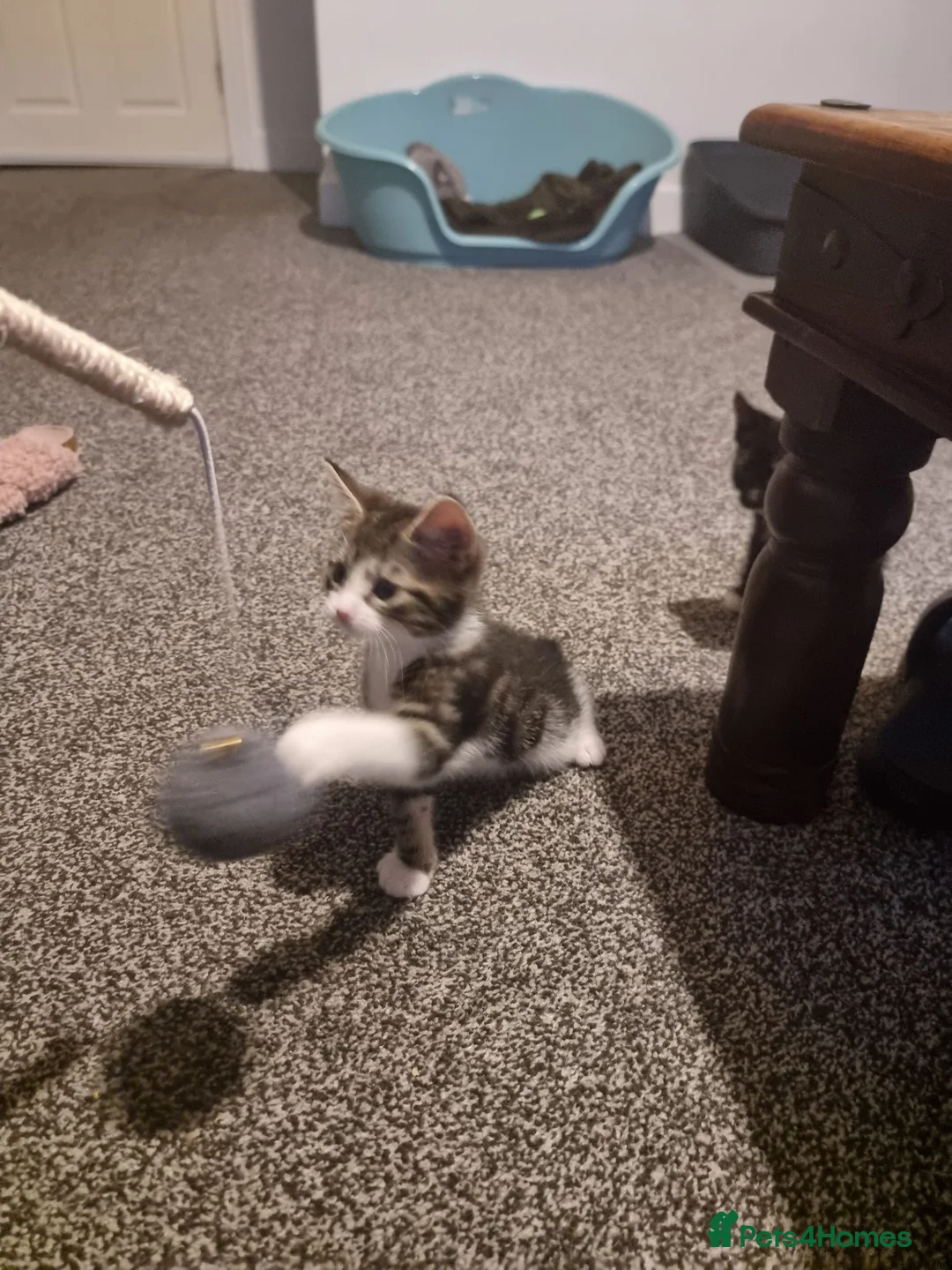 Mixed Breed cats for sale: Mixed breed male kitten in Preston - Advert 1