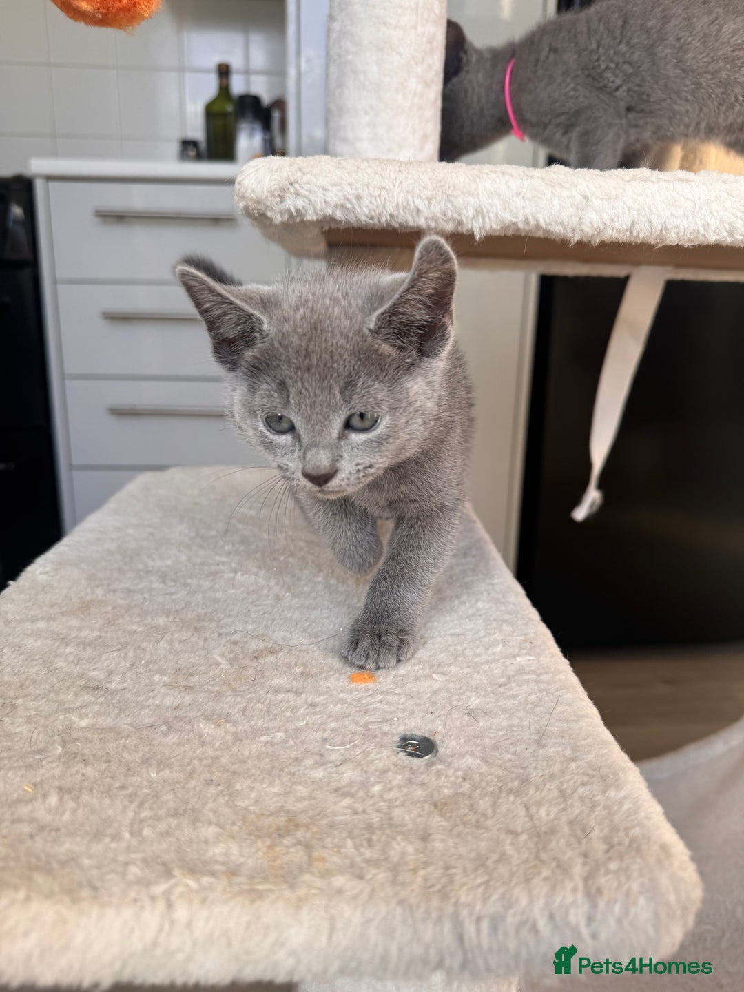 Russian Blue cats for sale: 🐾 Premium Home-Raised Russian Blue Kittens -Ready - Advert 22