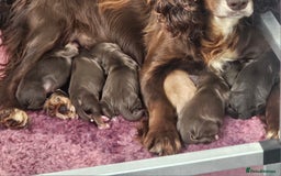 Cocker Spaniel dogs for sale: 8 AMAZING KC REG WORKING COCKER SPANIEL PUPPIES - Image 34